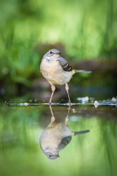 Grey Wagtail Motacilla Cinerea Sitting Waterhole Forest Reflecting Surface Preparing — Stock Photo, Image