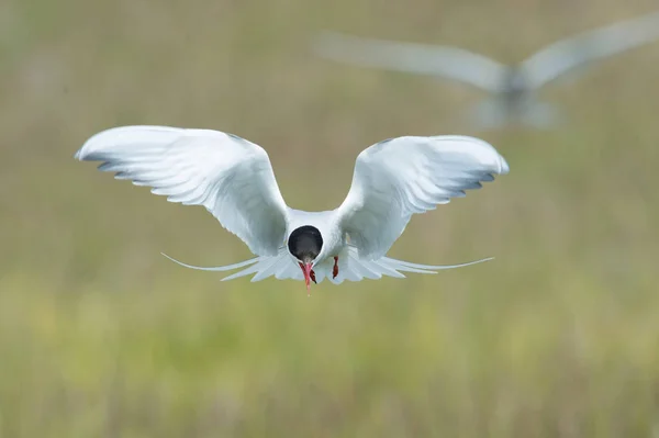 Arctic Tern Sterna Paradisaea Está Voando Procurando Seus Filhotes Para — Fotografia de Stock