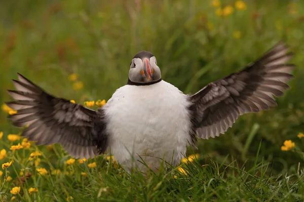 The Atlantic Puffin, Fratercula arctica is sitting in the grass, very clouse to its nesting hole. It is typical nesting habitat in the grass on the high cliffs on the Atlantic coast in Iceland