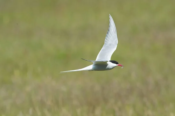 Die Arktische Seeschwalbe Sterna Paradisaea Fliegt Und Sucht Ihre Küken — Stockfoto