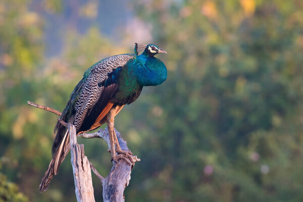 The Indian Peafowl or Blue Peafowl or Pavo cristatus is perched on the branch nice natural environment of wildlife in Sri Lanka or Ceylon