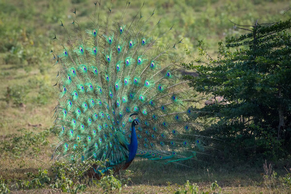 The Indian Peafowl or Blue Peafowl or Pavo cristatus is standing on the ground in nice natural environment of wildlife in Sr Lanka or Ceylon