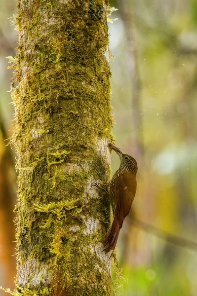 Lepidocolaptes Lacrymiger Montane Woodcreeper Pták Usazen Kmeni Stromu Pěkném Přírodním — Stock fotografie
