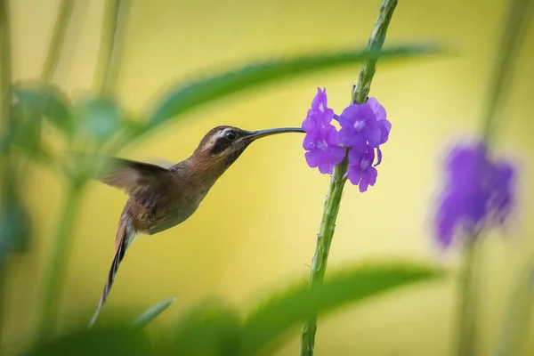 Pequeno Eremita Phaethornis Longuemareus Beija Flor Está Pairando Bebendo Néctar — Fotografia de Stock