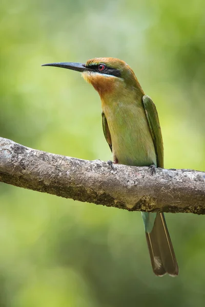 Blue Tailed Bee Eater Merops Philippinus Είναι Σκαρφαλωμένο Στον Κλάδο — Φωτογραφία Αρχείου