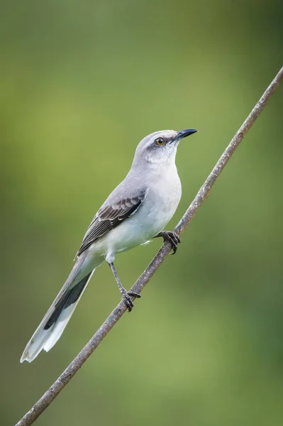 Mimus Gilvus Tropical Mockingbird Bird Perched Branch Nice Wildlife Natural — Stock Photo, Image