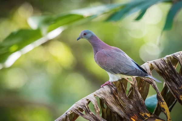 Patagioenas Cayennensis Blassbelüftete Taube Der Vogel Hockt Auf Dem Ast — Stockfoto