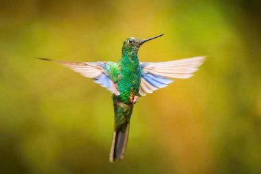 Pterophanes cyanopterus, Great sapphirewing The Hummingbird is hovering and drinking the nectar from the beautiful flower in the rain forest. Nice colorful background