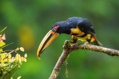 Pteroglossus erythropygius veya soluk çeneli aracari dalın üzerine tünemiştir. Vahşi yaşamın güzel doğal ortamı, Ekvador