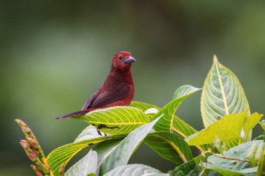 Ramphocelus carbo, Silver-beaked tanager The bird is perched on the branch in nice wildlife natural environment of Trinidad and Tobago