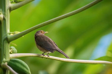 Turdus nudigenis or Spectacled thrush The bird is perched on the branch nice natural environment of wildlife of Trinidad and Tobago