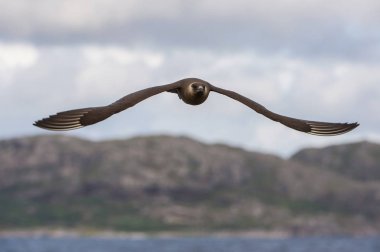 Stercorarius parasiticus, Parasitic jaeger is flying in cloudy sky background, Norway