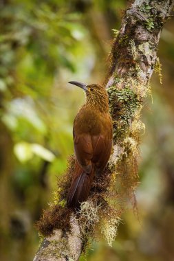 Xiphocolaptes promeropirhynchus, Strong-billed woodcreeper The bird is perched on the tree trunk in nice natural wildlife environment of Ecuador