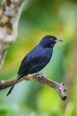Tachyphonus rufus or White-lined tanager The bird is perched on the branch nice natural environment of wildlife Trinidad and Tobago