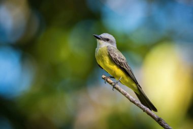 Tyrannus melancholicus, Tropical kingbird The bird is perched on the branch in nice wildlife natural environment of Trinidad and Tobago