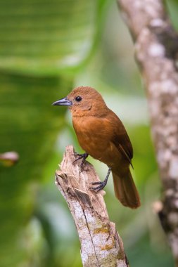 Tachyphonus rufus or White-lined tanager The bird is perched on the branch nice natural environment of wildlife Trinidad and Tobago