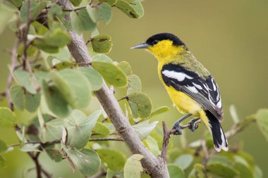 The White-tailed Iora or Marshall's Iora or Aegithina nigrolutea is perched on the branch nice natural environment of wildlife in Sr iLanka or Ceylon