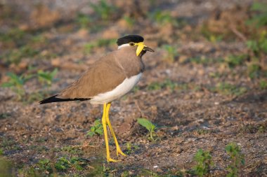 The Yellow-wattled Lapwing or Vanellus malabaricus is standing on the ground in nice natural environment of wildlife in Sri Lanka or Ceylon
