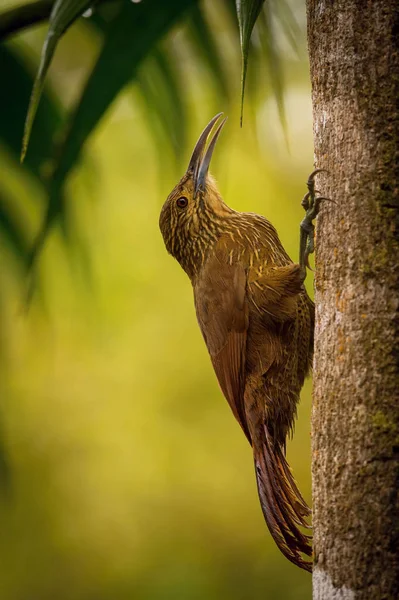 Xiphocolaptes Promeropirhynchus Erős Csőrű Favágó Madár Fatörzsön Van Ecuador Szép — Stock Fotó