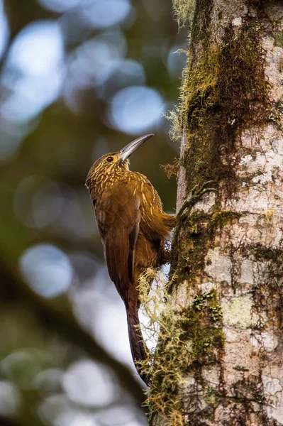 Xiphocolaptes Promeropirhynchus Strong Billed Woodcreeper Bird Perched Tree Trunk Nice — Φωτογραφία Αρχείου