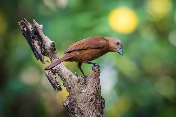 Tachyphonus rufus or White-lined tanager The bird is perched on the branch nice natural environment of wildlife Trinidad and Tobago