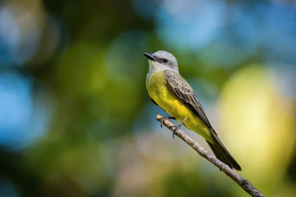 Tyrannus Melancholicus Ringbird Tropical Pássaro Está Empoleirado Ramo Boa Vida — Fotografia de Stock