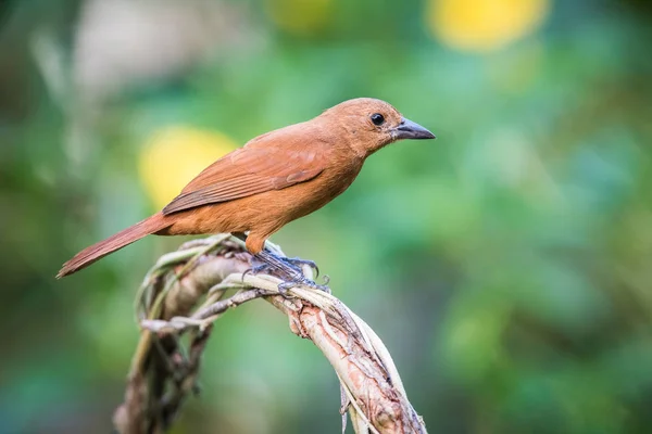 Tachyphonus Rufus或白边薄荷树鸟栖息在特里尼达和多巴哥的自然环境中 — 图库照片