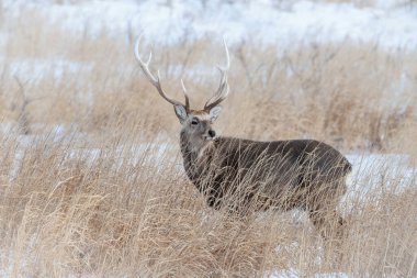 Hokkaido sika geyiği, Cervus nippon yeesoensis Geyik soğuk kış ortamında duruyor..