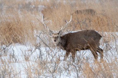 Hokkaido sika geyiği, Cervus nippon yeesoensis Geyik soğuk kış ortamında duruyor..