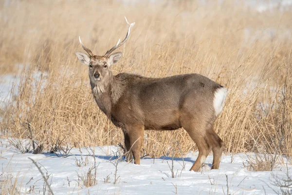 Hokkaido Sika Ελάφι Cervus Nippon Yesoensis Ελάφι Στέκεται Στο Κρύο — Φωτογραφία Αρχείου