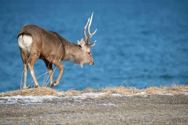 Hokkaido Sika Geyiği Cervus Nippon Yeesoensis Geyik Soğuk Kış Ortamında — Stok fotoğraf