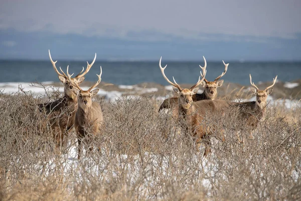 Hokkaido Sika Geyiği Cervus Nippon Yeesoensis Geyik Soğuk Kış Ortamında — Stok fotoğraf