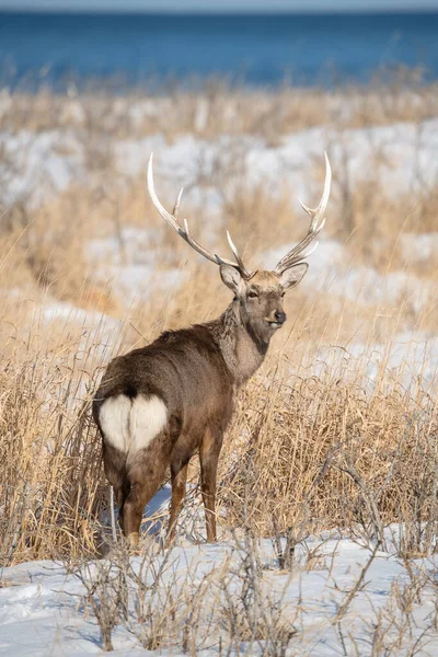 Hokkaido Sika Ελάφι Cervus Nippon Yesoensis Ελάφι Στέκεται Στο Κρύο — Φωτογραφία Αρχείου