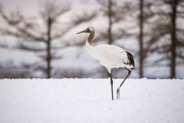 Kırmızı taçlı turna, Grus japonensis. Kuş, Asya 'dan gelen Hokkaido Vahşi Yaşam sahnesinin güzel sanatsal kış ortamında duruyor.. 