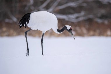 Kırmızı taçlı turna, Grus japonensis. Kuş, Asya 'dan gelen Hokkaido Vahşi Yaşam sahnesinin güzel sanatsal kış ortamında duruyor.. 