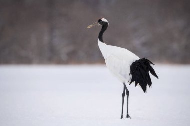 Kırmızı taçlı turna, Grus japonensis. Kuş, Asya 'dan gelen Hokkaido Vahşi Yaşam sahnesinin güzel sanatsal kış ortamında duruyor.. 