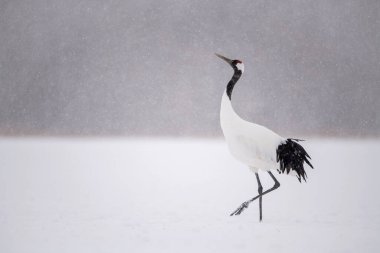 Kırmızı taçlı turna, Grus japonensis. Kuş, Asya 'dan gelen Hokkaido Vahşi Yaşam sahnesinin güzel sanatsal kış ortamında duruyor.. 