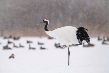 Kırmızı taçlı turna, Grus japonensis. Kuş, Asya 'dan gelen Hokkaido Vahşi Yaşam sahnesinin güzel sanatsal kış ortamında duruyor.. 