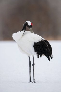 Kırmızı taçlı turna, Grus japonensis. Kuş, Asya 'dan gelen Hokkaido Vahşi Yaşam sahnesinin güzel sanatsal kış ortamında duruyor.. 