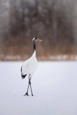 Kırmızı taçlı turna, Grus japonensis. Kuş, Asya 'dan gelen Hokkaido Vahşi Yaşam sahnesinin güzel sanatsal kış ortamında duruyor.. 