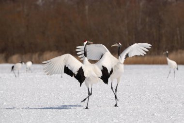 Kırmızı taçlı vinç Grus japonensis vinç Asya 'dan gelen Hokkaido Yaban Hayatı sahnesinin güzel sanatsal kış ortamında dans ediyor.. 
