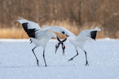 Kırmızı taçlı vinç Grus japonensis vinç Asya 'dan gelen Hokkaido Yaban Hayatı sahnesinin güzel sanatsal kış ortamında dans ediyor.. 