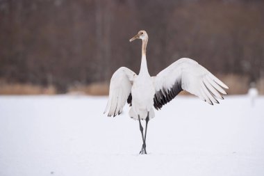 Kırmızı taçlı vinç Grus japonensis vinç Asya 'dan gelen Hokkaido Yaban Hayatı sahnesinin güzel sanatsal kış ortamında dans ediyor.. 