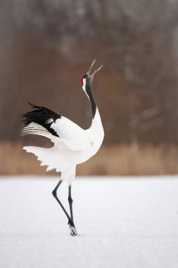 Kırmızı taçlı vinç Grus japonensis vinç Asya 'dan gelen Hokkaido Yaban Hayatı sahnesinin güzel sanatsal kış ortamında dans ediyor.. 