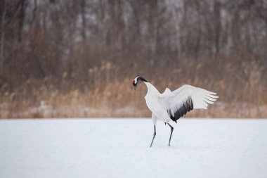 Kırmızı taçlı vinç Grus japonensis vinç Asya 'dan gelen Hokkaido Yaban Hayatı sahnesinin güzel sanatsal kış ortamında dans ediyor.. 
