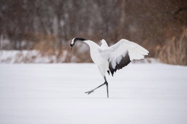 Kırmızı taçlı vinç Grus japonensis vinç Asya 'dan gelen Hokkaido Yaban Hayatı sahnesinin güzel sanatsal kış ortamında dans ediyor.. 