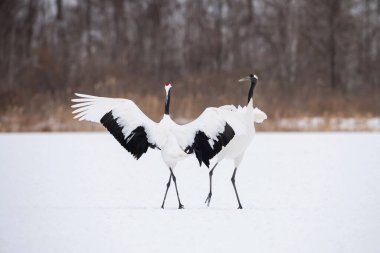Kırmızı taçlı vinç Grus japonensis vinç Asya 'dan gelen Hokkaido Yaban Hayatı sahnesinin güzel sanatsal kış ortamında dans ediyor.. 