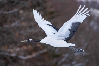 Kırmızı taçlı turna, Grus japonensis kuş, Asya 'dan gelen Hokkaido Vahşi Yaşam sahnesinin güzel sanatsal kış ortamında uçuyor.. 