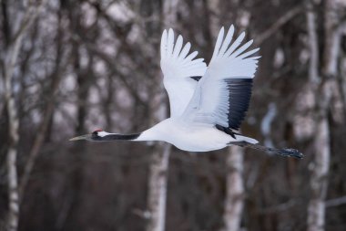 Kırmızı taçlı turna, Grus japonensis kuş, Asya 'dan gelen Hokkaido Vahşi Yaşam sahnesinin güzel sanatsal kış ortamında uçuyor.. 