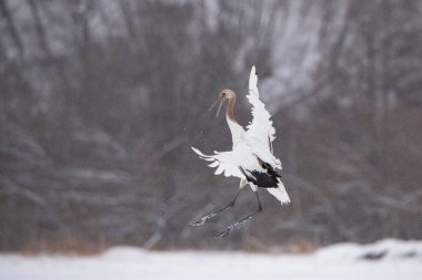 Kırmızı taçlı vinç Grus japonensis vinç Asya 'dan gelen Hokkaido Yaban Hayatı sahnesinin güzel sanatsal kış ortamında dans ediyor..